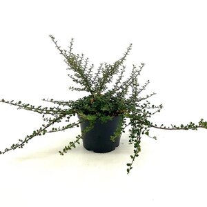 Cotoneaster microphyllus 25-30 cm cont. 3,0L - afbeelding 3