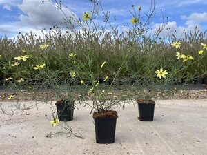 Coreopsis vert. 'Moonbeam' geen maat specificatie 0,55L/P9cm - afbeelding 4