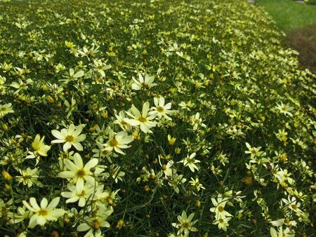 Coreopsis vert. 'Moonbeam' geen maat specificatie 0,55L/P9cm - afbeelding 3