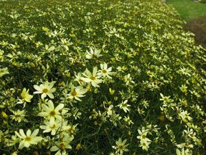 Coreopsis vert. 'Moonbeam' geen maat specificatie 0,55L/P9cm - afbeelding 3