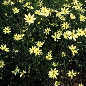 Coreopsis vert. 'Moonbeam' geen maat specificatie 0,55L/P9cm - afbeelding 5