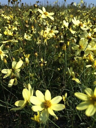 Coreopsis vert. 'Moonbeam' geen maat specificatie 0,55L/P9cm - afbeelding 3