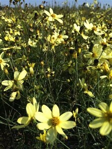 Coreopsis vert. 'Moonbeam' geen maat specificatie 0,55L/P9cm - afbeelding 3