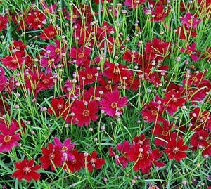 Coreopsis vert. 'Ruby Red' geen maat specificatie 0,55L/P9cm