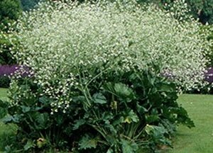 Crambe cordifolia geen maat specificatie 0,55L/P9cm