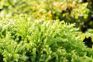 Cryptomeria j. 'Globosa Nana' 30-40 cm met kluit