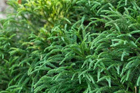 Cryptomeria j. 'Globosa Nana' 50-60 cm met kluit - afbeelding 2