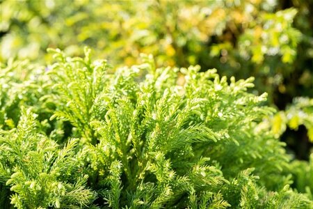 Cryptomeria j. 'Globosa Nana' 50-60 cm RB - image 1