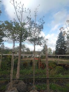 Crataegus lavalleei 'Carrierei' 12-14 Hoogstam draadkluit 2 X verplant - afbeelding 5