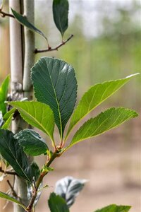 Crataegus lavalleei 'Carrierei' 14-16 Hoogstam wortelgoed 2 X verplant