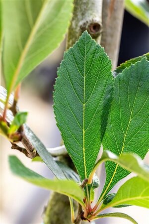 Crataegus lavalleei 'Carrierei' 16-18 Hoogstam draadkluit 3 X verplant - afbeelding 3