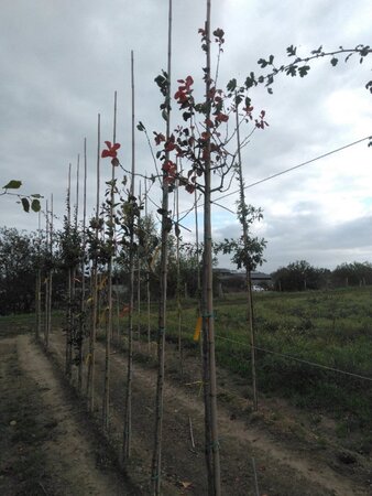 Crataegus lavalleei 'Carrierei' 8-10 Hoogstam wortelgoed - afbeelding 5