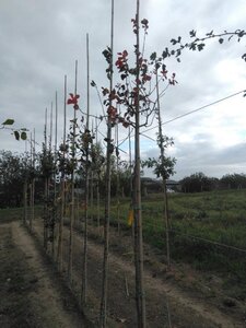 Crataegus lavalleei 'Carrierei' 8-10 Hoogstam wortelgoed - afbeelding 5