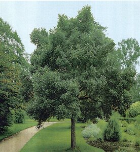 Crataegus lavalleei 'Carrierei' 8-10 Hoogstam wortelgoed - afbeelding 6