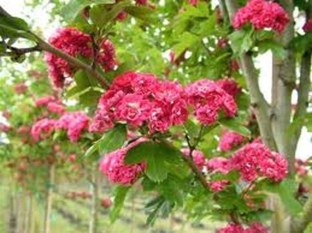 Crataegus laev. 'Paul's Sc. Hamlet' 120 cm stam wortelgoed - afbeelding 1