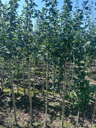 Crataegus laev. 'Paul's Sc. Hamlet' 120 cm stam wortelgoed - afbeelding 2