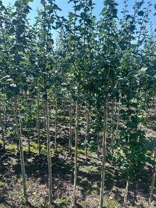 Crataegus laev. 'Paul's Sc. Hamlet' 120 cm stam wortelgoed - afbeelding 2