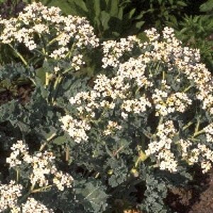 Crambe maritima geen maat specificatie 0,55L/P9cm - afbeelding 1