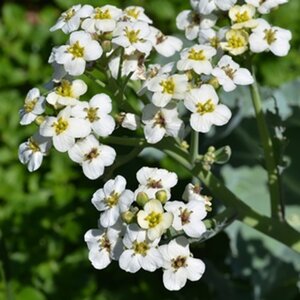 Crambe maritima geen maat specificatie 0,55L/P9cm - afbeelding 2