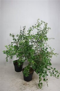 Crataegus monogyna 100-125 cm cont. 7,5L