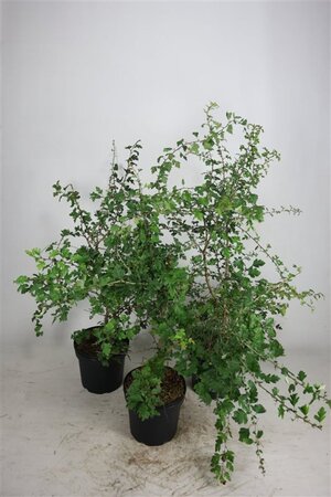 Crataegus monogyna 100-125 cm cont. 7,5L - image 2