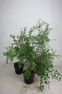 Crataegus monogyna 100-125 cm cont. 7,5L - image 2