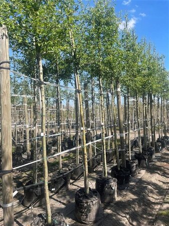 Crataegus monogyna 10-12 Hoogstam draadkluit - afbeelding 3