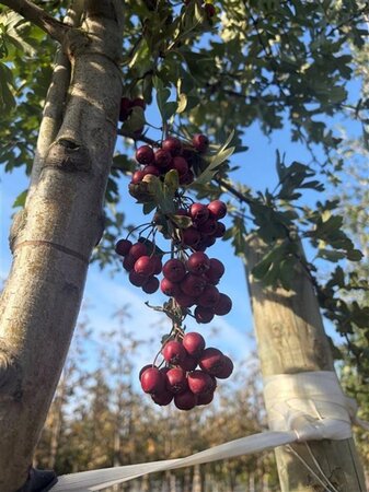 Crataegus monogyna 12-14 Hoogstam draadkluit 2 X verplant - afbeelding 1