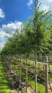 Crataegus monogyna 12-14 Hoogstam draadkluit 2 X verplant - afbeelding 2