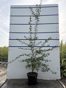 Crataegus monogyna 125-150 cm cont. 7,5L - afbeelding 3