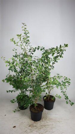 Crataegus monogyna 125-150 cm cont. 7,5L - image 2