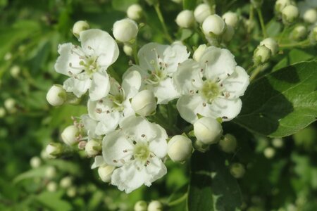 Crataegus monogyna 125-150 cm wortelgoed 5-8 tak struik - afbeelding 1