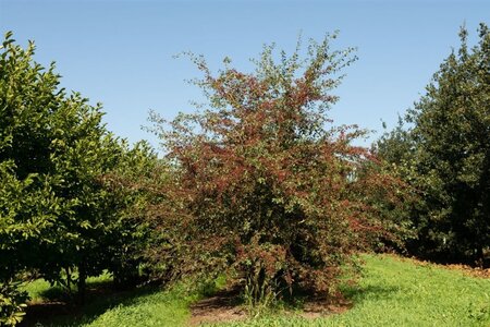 Crataegus monogyna 125-150 cm wortelgoed 5-8 tak struik - afbeelding 16