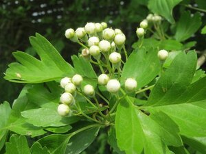 Crataegus monogyna 125-150 cm wortelgoed 5-8 tak struik - afbeelding 14