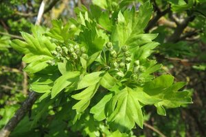 Crataegus monogyna 125-150 cm wortelgoed 5-8 tak struik - afbeelding 13