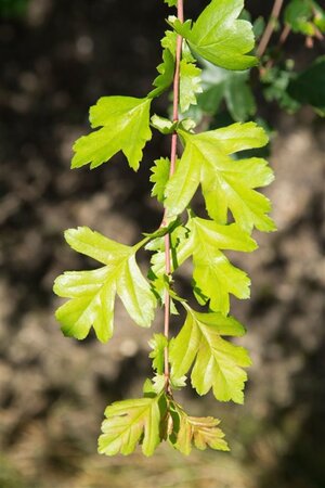 Crataegus monogyna 125-150 cm wortelgoed 5-8 tak struik - afbeelding 10