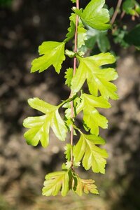 Crataegus monogyna 125-150 cm wortelgoed 5-8 tak struik - afbeelding 10