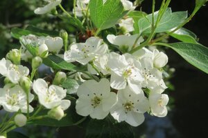 Crataegus monogyna 125-150 cm wortelgoed 5-8 tak struik - afbeelding 6