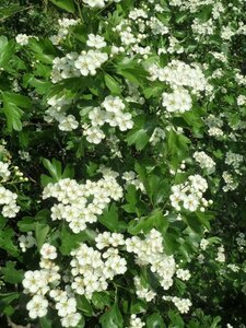 Crataegus monogyna 125-150 cm wortelgoed 5-8 tak struik - afbeelding 4
