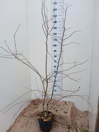 Crataegus monogyna 150-175 cm cont. 7,5L - afbeelding 3