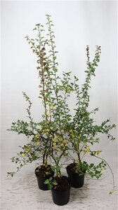 Crataegus monogyna 150-175 cm cont. 7,5L - afbeelding 2