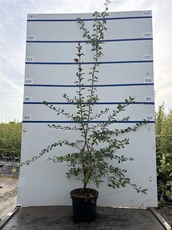 Crataegus monogyna 150-175 cm cont. 7,5L - image 2