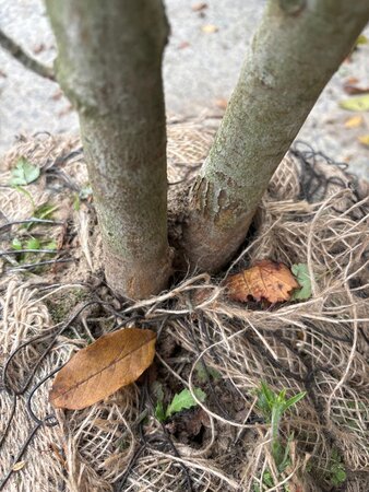 Crataegus monogyna 175-200 cm draadkluit meerstammig - afbeelding 1