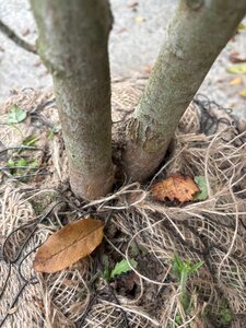 Crataegus monogyna 175-200 cm draadkluit meerstammig