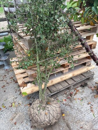 Crataegus monogyna 175-200 cm draadkluit meerstammig - afbeelding 2