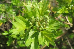 Crataegus monogyna 200-250 cm met kluit - afbeelding 15