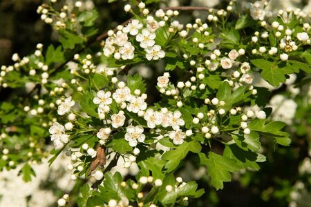 Crataegus monogyna 200-250 cm met kluit - afbeelding 11