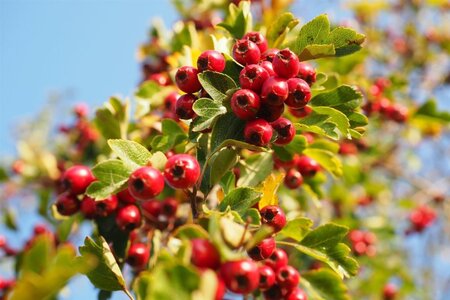 Crataegus monogyna 200-250 cm met kluit - afbeelding 9