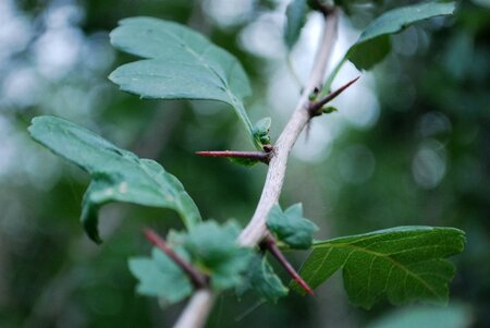 Crataegus monogyna 200-250 cm met kluit - afbeelding 18
