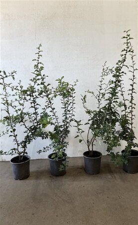 Crataegus monogyna 60-80 cm cont. 2,5L